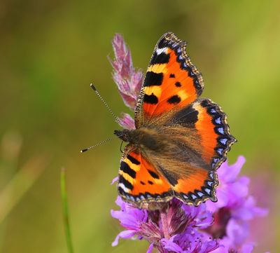 Kleine Vos - Small Tortoiseshell