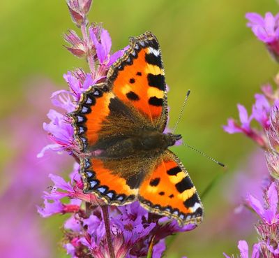 Kleine Vos - Small Tortoiseshell