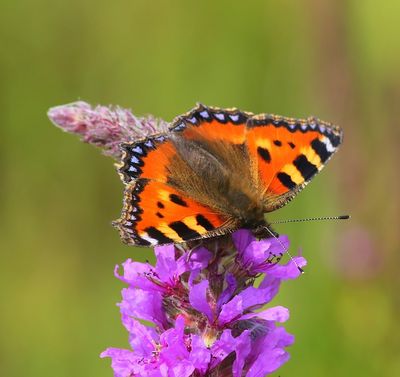 Kleine Vos - Small Tortoiseshell