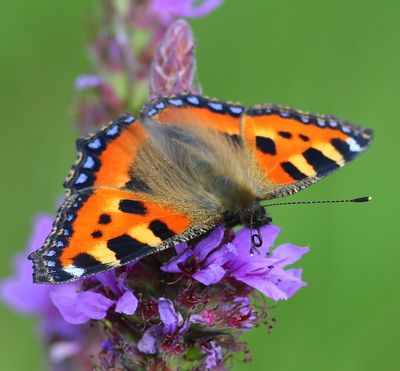 Kleine Vos - Small Tortoiseshell
