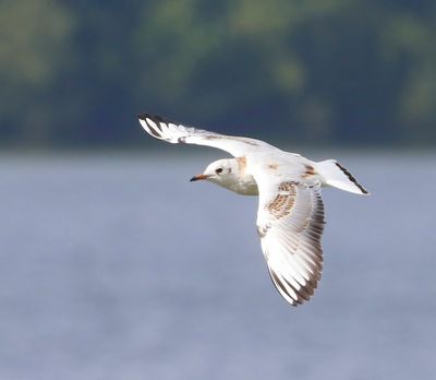 Kokmeeuw - Black-headed Gull
