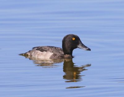Kuifeend - Tufted Duck