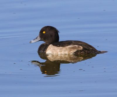 Kuifeend - Tufted Duck