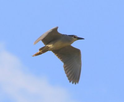 Kwak - Black-crowned Night Heron
