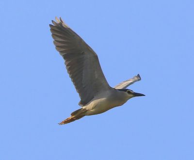 Kwak - Black-crowned Night Heron