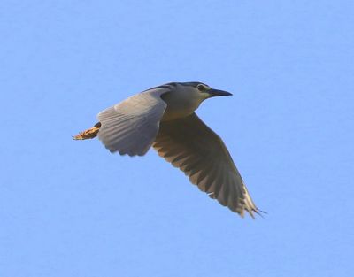 Kwak - Black-crowned Night Heron