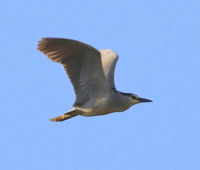 Kwak - Black-crowned Night Heron