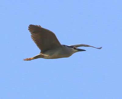 Kwak - Black-crowned Night Heron