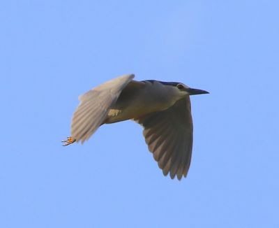 Kwak - Black-crowned Night Heron