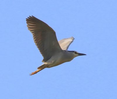 Kwak - Black-crowned Night Heron