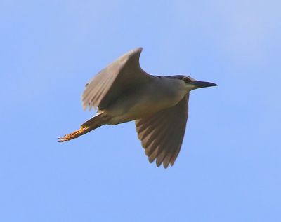 Kwak - Black-crowned Night Heron