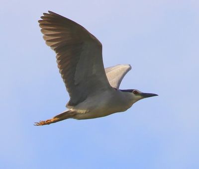 Kwak - Black-crowned Night Heron