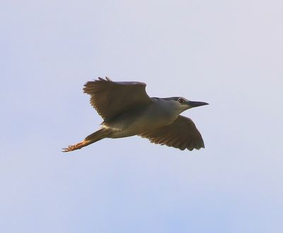 Kwak - Black-crowned Night Heron