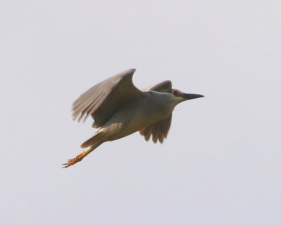 Kwak - Black-crowned Night Heron