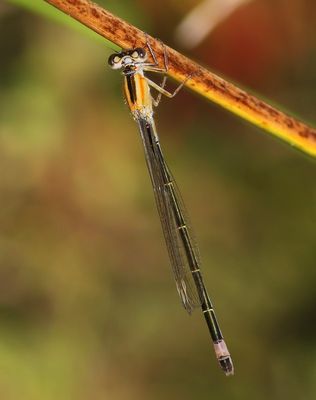Lantaarntje - Blue-tailed Damselfly