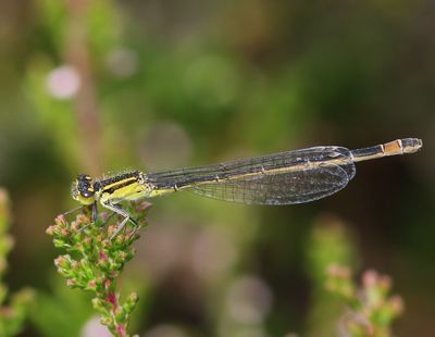 Lantaarntje - Blue-tailed Damselfly
