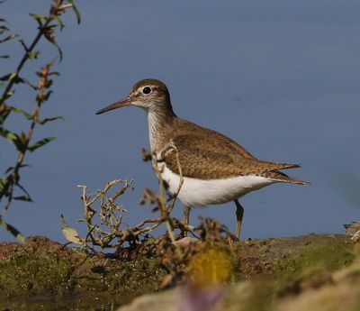 Oeverloper - Common Sandpiper