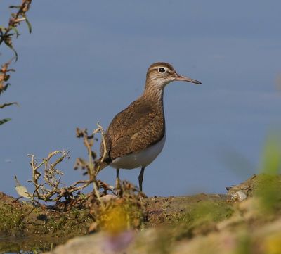 Oeverloper - Common Sandpiper