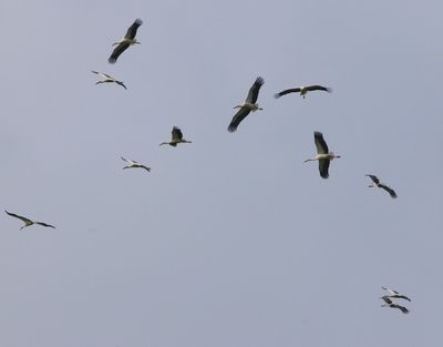 Ooievaars - White Storks