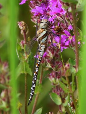 Paardenbijter - Migrant Hawker