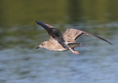 Pontische Meeuw - Caspian Gull