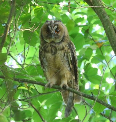 Ransuil - Long-eared Owl