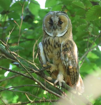 Ransuil - Long-eared Owl