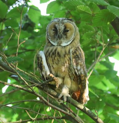 Ransuil - Long-eared Owl