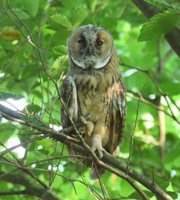 Ransuil - Long-eared Owl