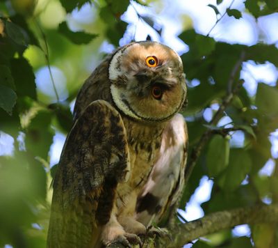 Ransuil - Long-eared Owl