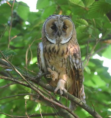 Ransuil - Long-eared Owl