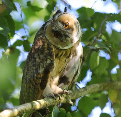 Ransuil - Long-eared Owl