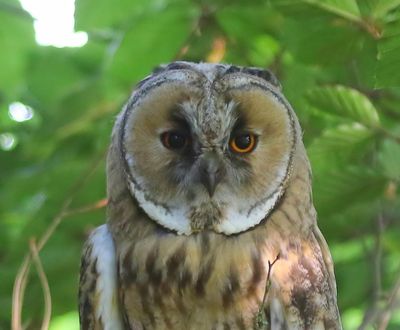 Ransuil - Long-eared Owl