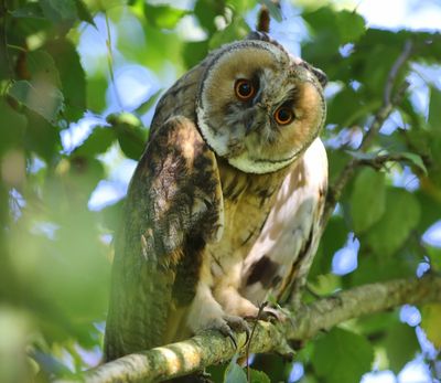 Ransuil - Long-eared Owl