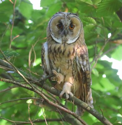 Ransuil - Long-eared Owl