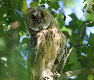 Ransuil - Long-eared Owl