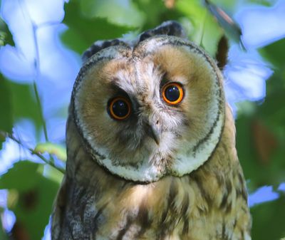 Ransuil - Long-eared Owl
