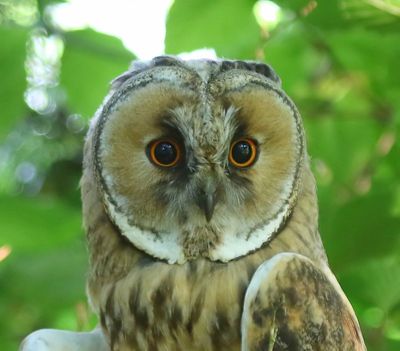 Ransuil - Long-eared Owl