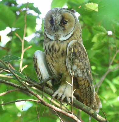 Ransuil - Long-eared Owl