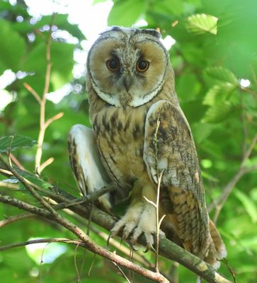 Ransuil - Long-eared Owl