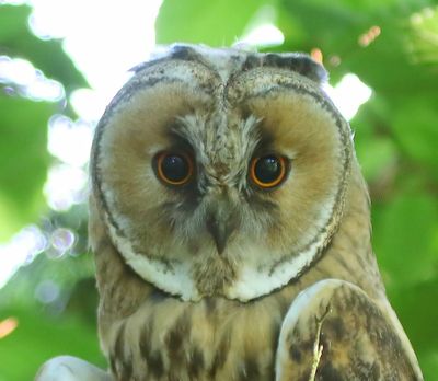 Ransuil - Long-eared Owl