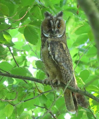 Ransuil - Long-eared Owl