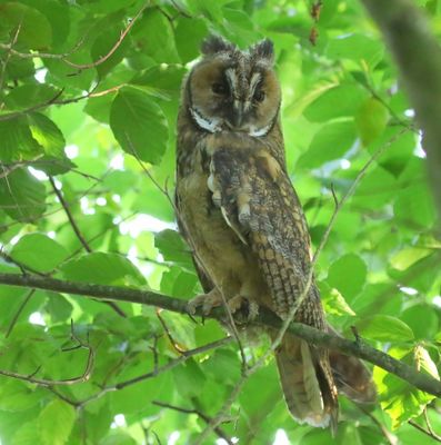 Ransuil - Long-eared Owl