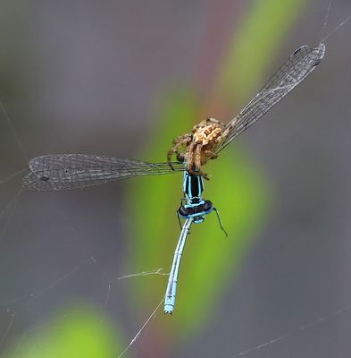 Rietkruisspin - Furrow Orbweaver