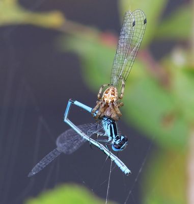 Rietkruisspin - Furrow Orbweaver
