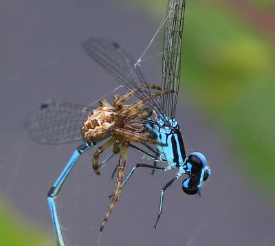 Rietkruisspin - Furrow Orbweaver