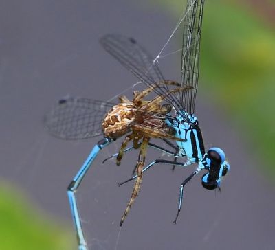 Rietkruisspin - Furrow Orbweaver