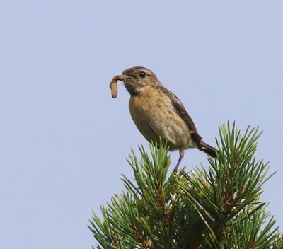 Roodborsttapuit - European Stonechat