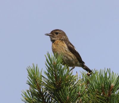 Roodborsttapuit - European Stonechat
