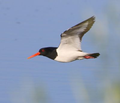 Scholekster - Eurasian Oystercatcher